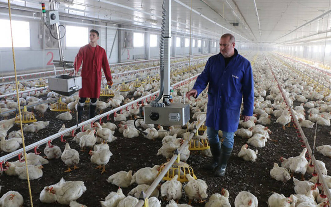 Avianza estima en 1.838 millones el coste para poder adaptarse a la propuesta europea de bienestar animal en las granjas