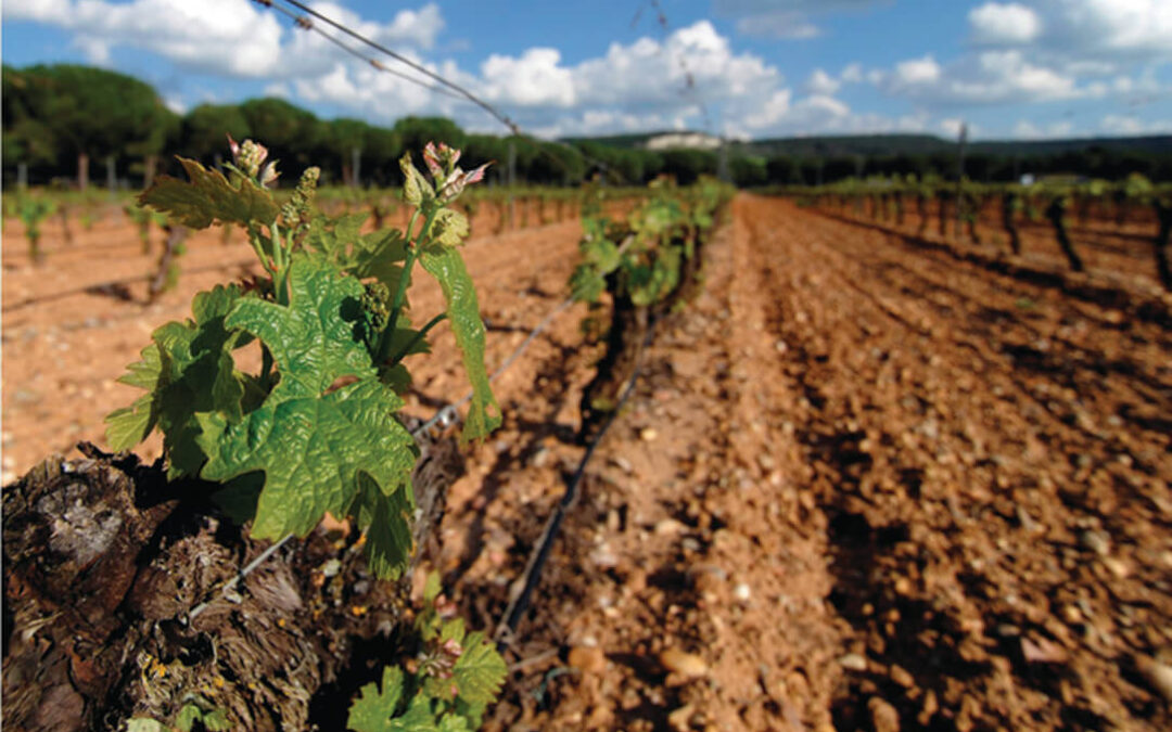 La Conferencia Sectorial de Agricultura distribuye 91,6 millones en ayudas a inversiones dentro de la Intervención Sectorial del Vino
