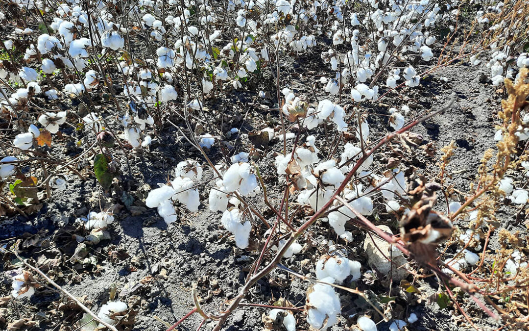 Andalucía destina 60 millones de euros a ayudas agroambientales de la PAC para los productores de algodón y remolacha