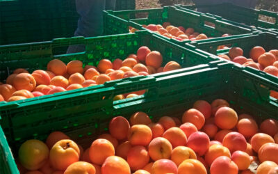 Más de una treintena de agricultores se unen para crear la plataforma de alimentos ecológicos de la Comunitat Valenciana