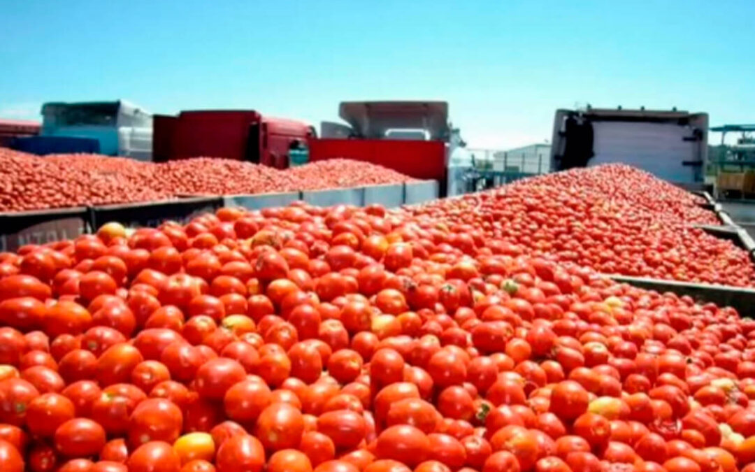 La campaña de tomate en Extremadura cumple las expectativas en cuanto a producción y con unos precios aceptables