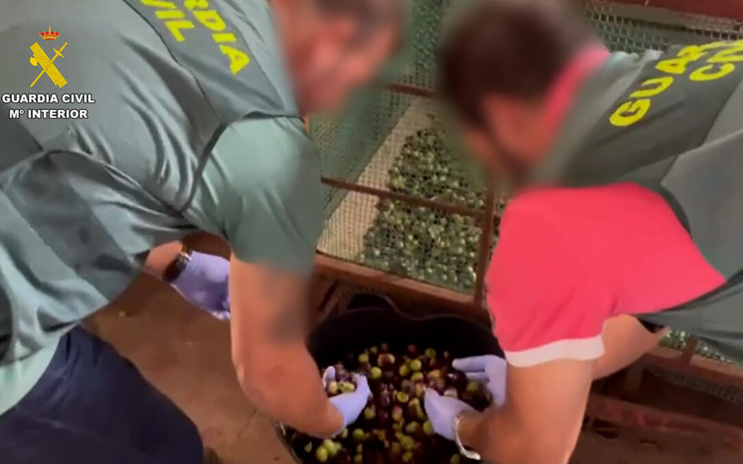 Golpe a la compra de aceitunas robadas: Intervenidas más de 74 toneladas de aceitunas en Sevilla y ordenado el cierre de un centro de compra