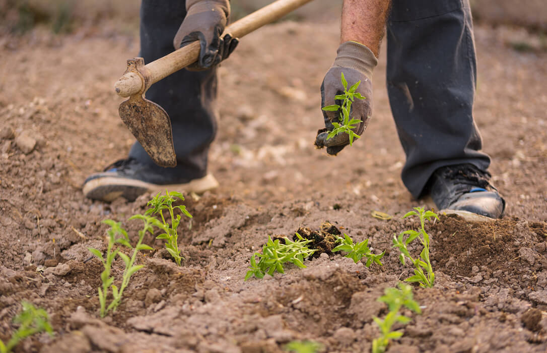 La Seguridad Social cobra a los agricultores por cuenta propia que estuvieron 60 días de baja y que deberían haber abonado las mutuas