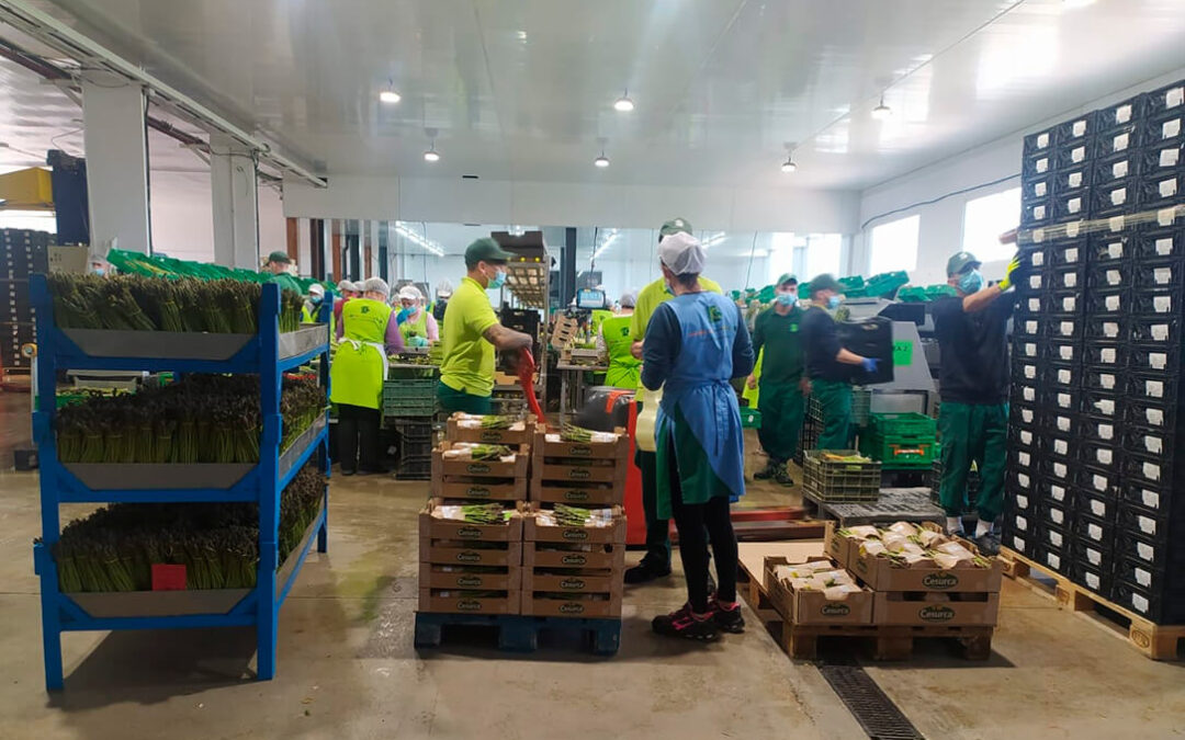 Cooperativas Agro-alimentarias de Andalucía ha ejecutado alrededor de 200 actividades para mejorar su competitividad empresarial