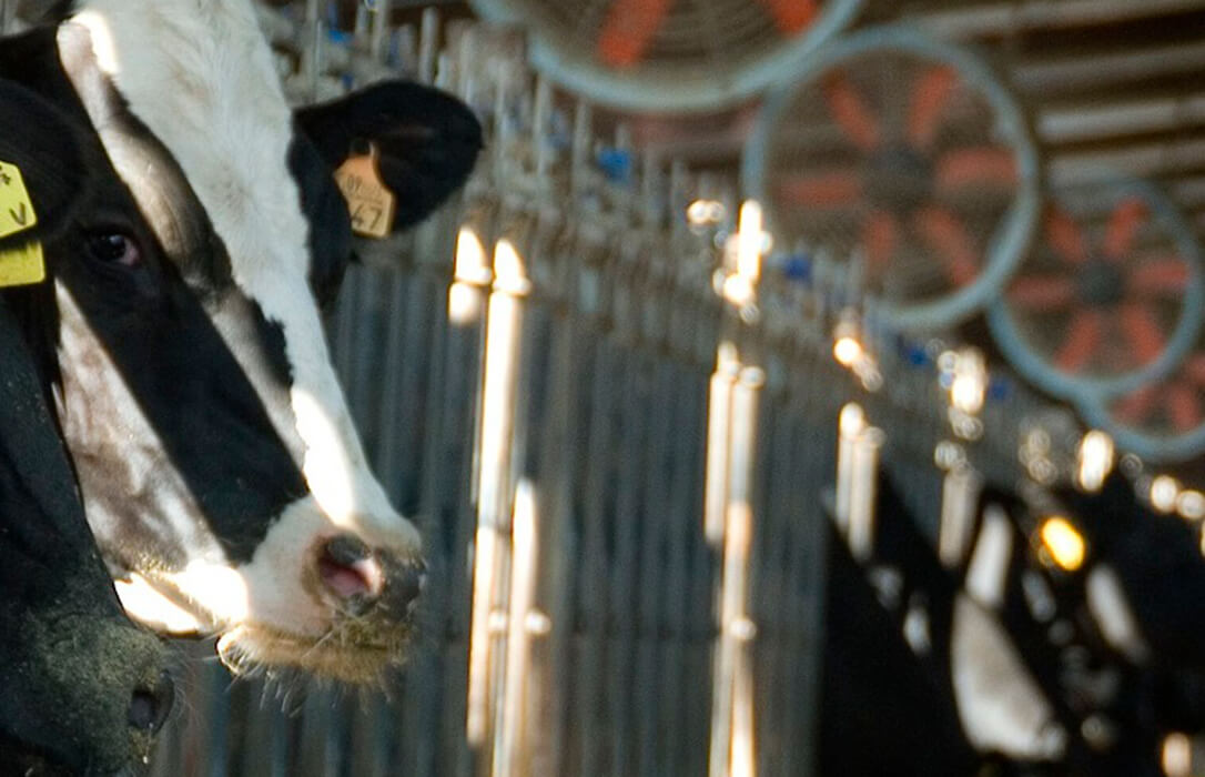 Se abre una nueva guerra: ven demenciales las declaraciones de FeNIL sobre el precio que las industrias pagan a los ganaderos de leche