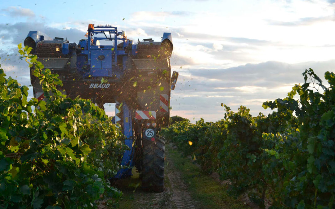 La DO Rueda concluye su vendimia con más de 130 millones de kilos de uva con un gran potencial para vinos jóvenes y elaboraciones de guarda