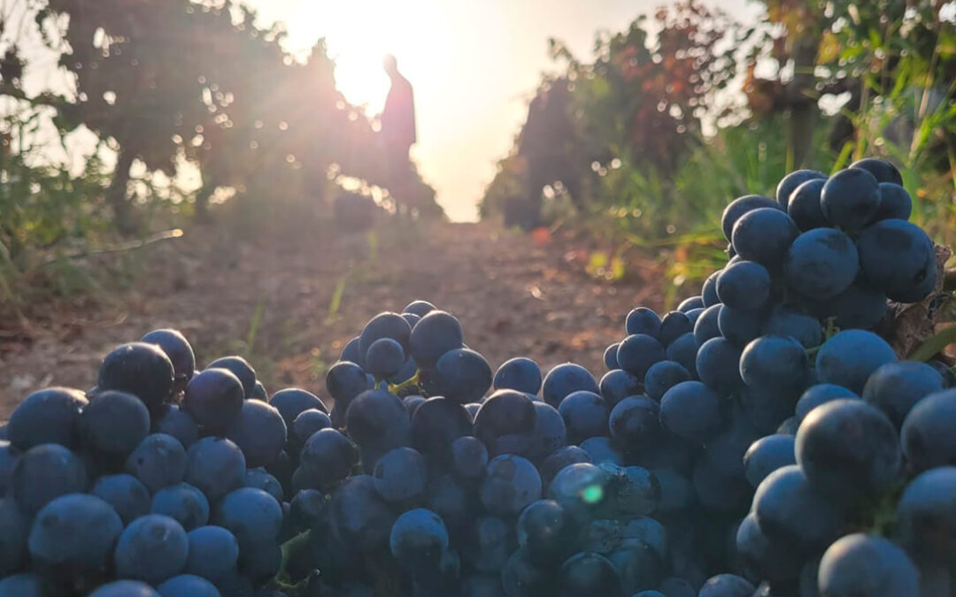 La DO Somontano concluye la vendimia con más de 19 millones de kilos de uva, uno menos de lo previsto y un 10% más que el pasado año