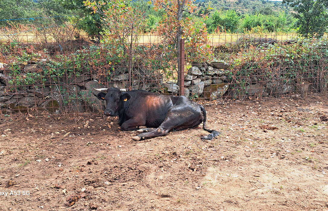 La guerra política por la EHE: Mañueco le dice a Planas que «ser ministro en funciones no significa estar cruzado de brazos mientras se mueren las vacas»