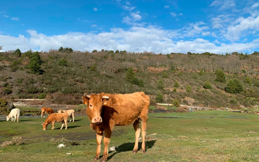 Saneamiento ganadero: piden que las vacas afectadas por EHE no tengan que pasar la prueba de la tuberculosis hasta que se recuperen