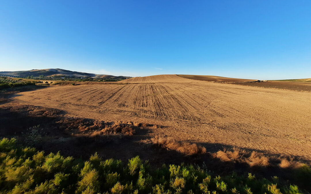 El precio medio de la tierra para uso agrario aumentó en 83 euros por hectárea en 2022 con respecto al año pasado