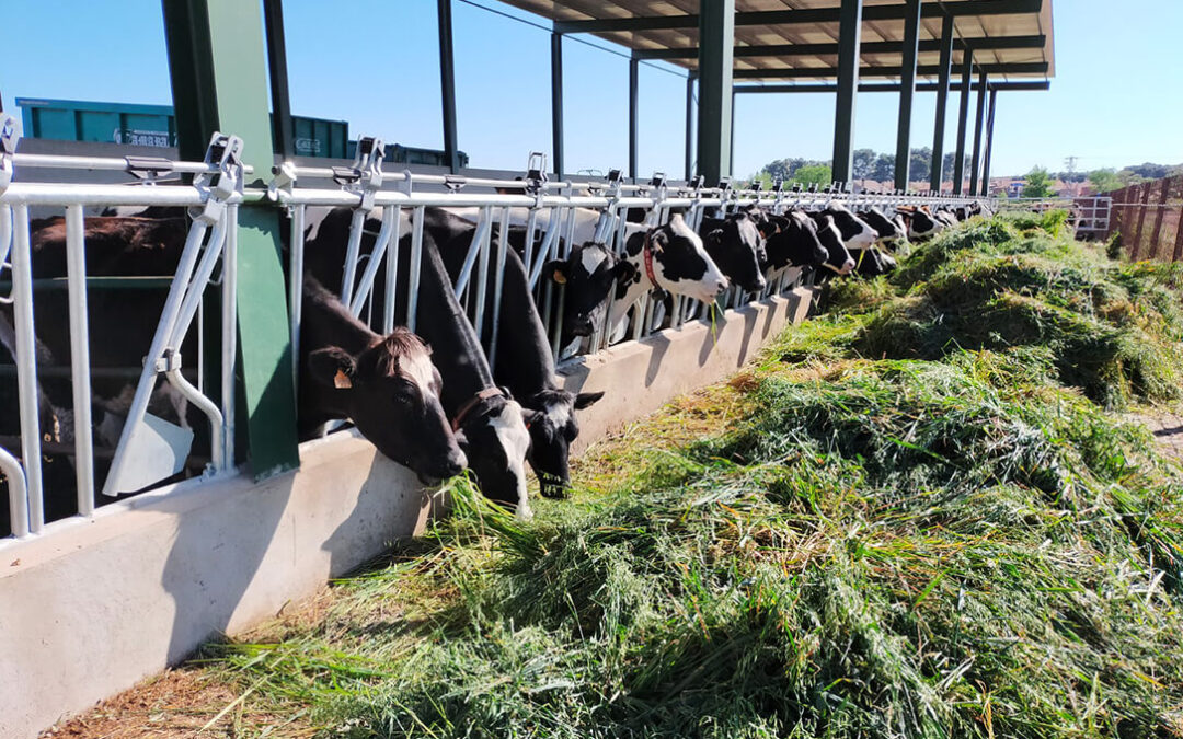 El precio medio en origen de la leche de vaca es un 46% superior a la media del último lustro tras alcanzar alcanzó los 0,503 €/k en agosto