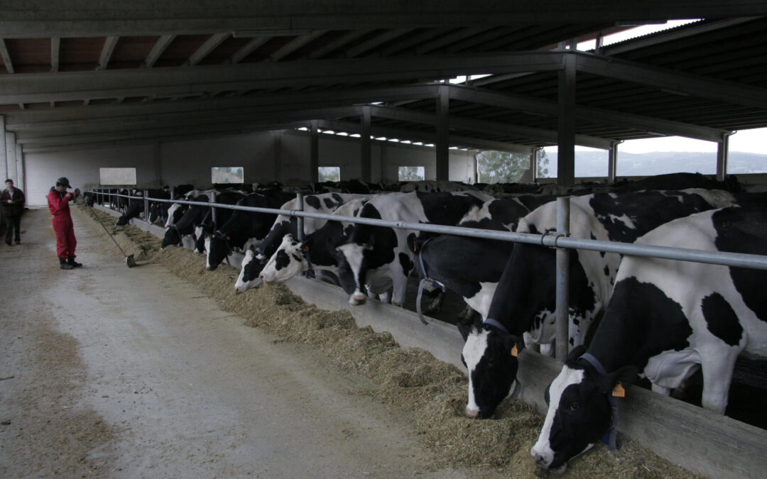 Barómetro de la industria: se importan productos lácteos, en especial quesos, porque en España se paga en origen la leche más cara de la UE