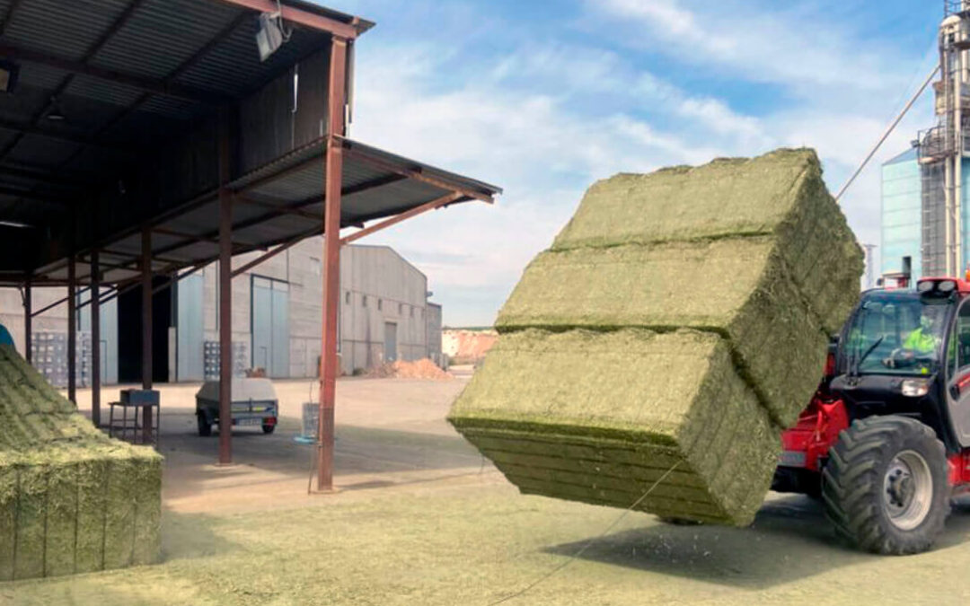 Un corte imprevisto de alfalfa en secano hace retroceder el precio en hasta 30 euros en la lonja de León