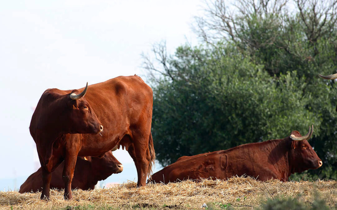 El proyecto Naturalmente Bravo Madrid desmiente un falso mito sobre la carne de toro lidiado y avala una mayor calidad de su carne