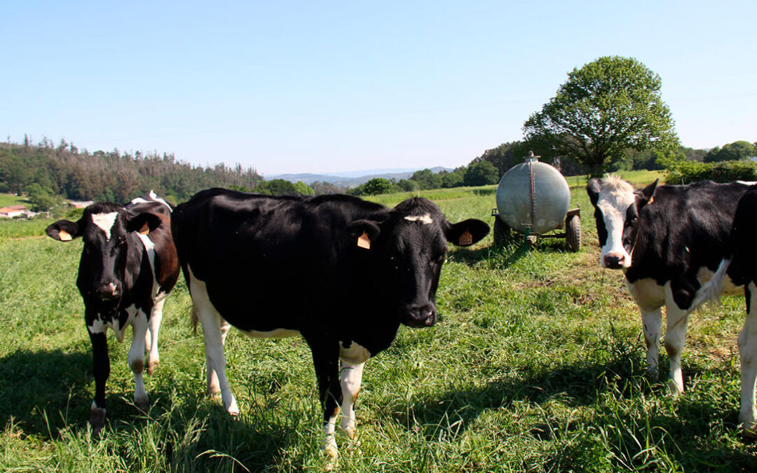 Enfado de los ganaderos con tirón de orejas a la FENIL: «Llevamos 15 años cobrando la leche por debajo de la media europea»