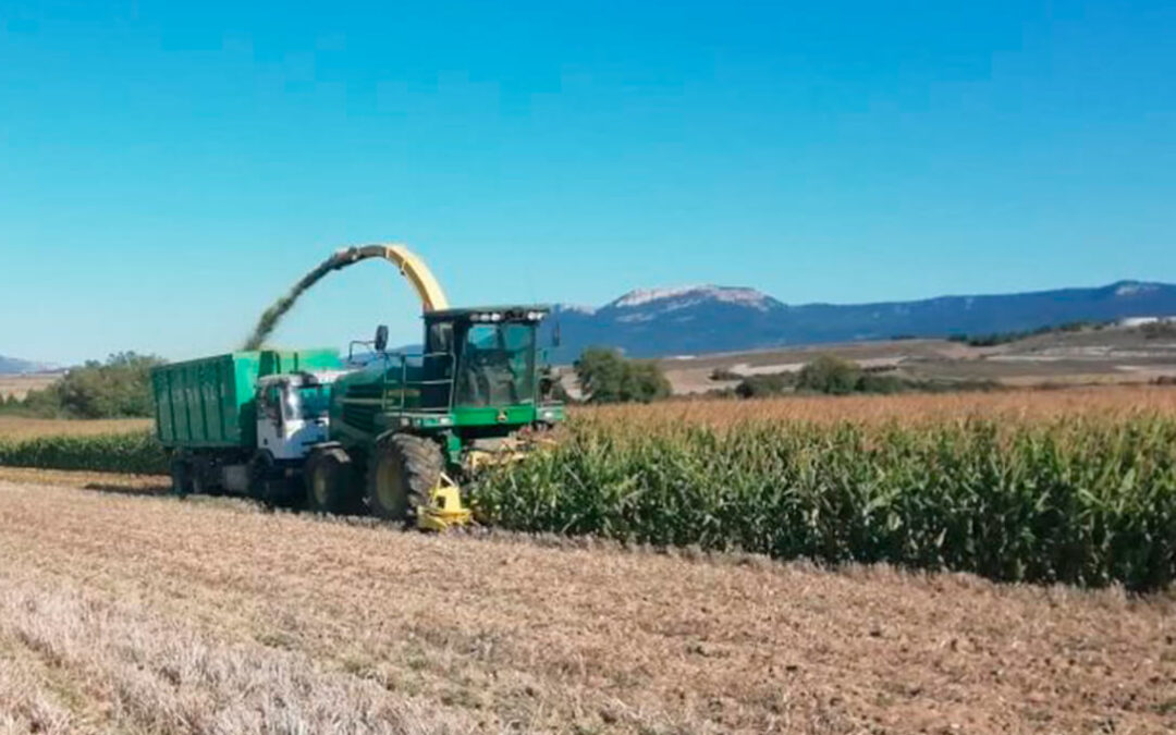 Comienza la campaña de maíz en León, aunque el precio tendrá que esperar una semana hasta un precio real de referencia