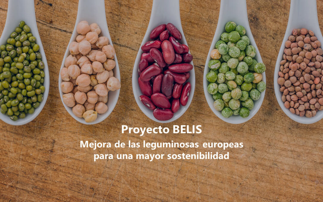 Lanzamiento del proyecto BELIS de Horizonte Europa: Mejora de las leguminosas europeas para una mayor sostenibilidad