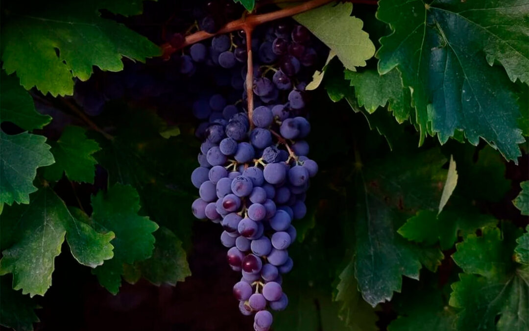 Gran Canaria termina su vendimia en octubre tras cuatro meses de recogida de uva con casi cien mil kilos menos que hace un año