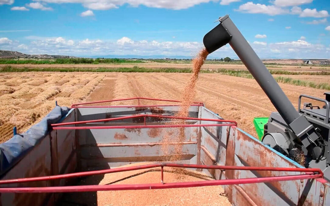 Sigue la caída de las cotizaciones de los cereales una semana más, con un maíz, cebada y trigo en claro descenso