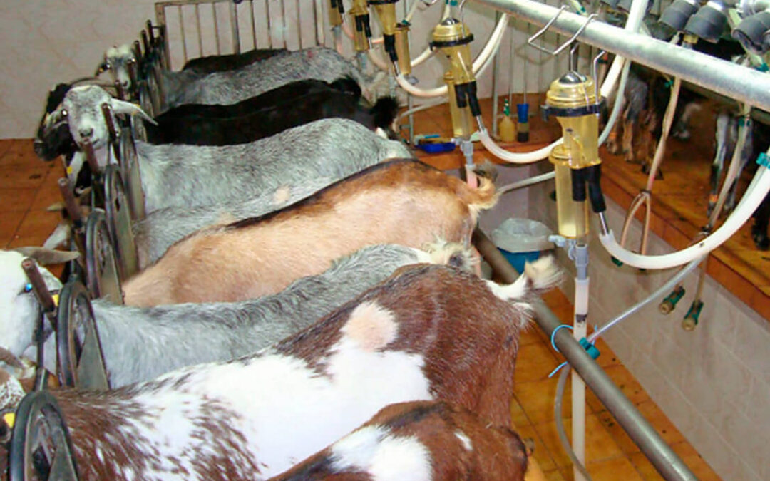 Nace AGAMMASUR, la cooperativa de leche de cabra de Dcoop con 100.000 cabezas de ganado y una producción de 25 millones de litros al año