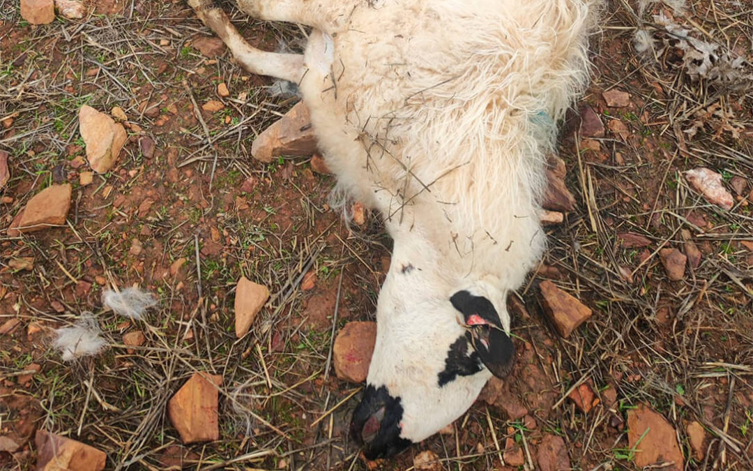 Denuncian un nuevo ataque de lobos en las últimas horas con 4 ovejas muertas en una explotación de Almendra del Pan