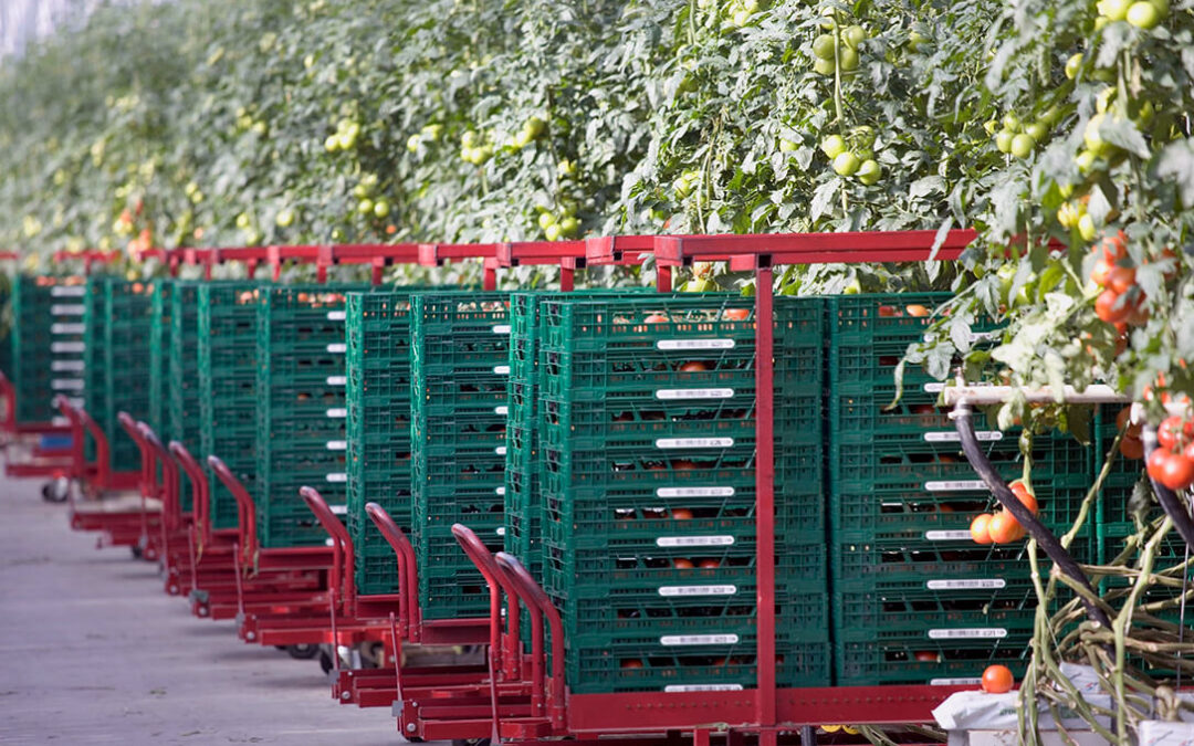 El Parlamento Europeo aprueba un reglamento sobre los envases sin las restricciones previstas inicialmente para frutas y hortalizas