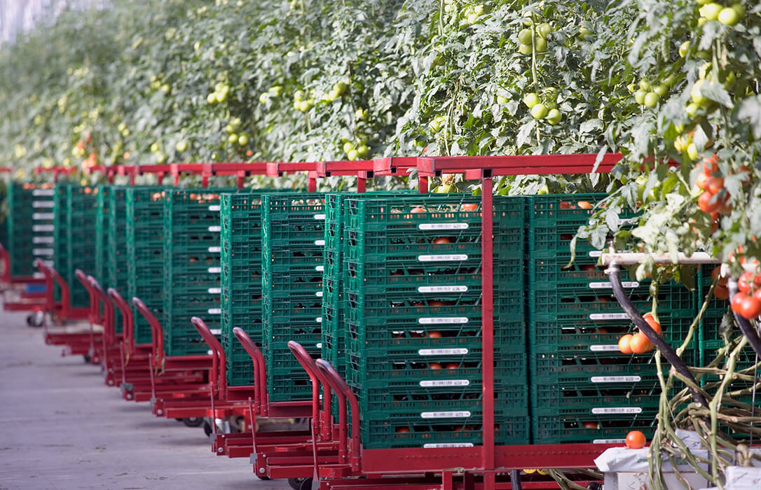 El Parlamento Europeo aprueba un reglamento sobre los envases sin las restricciones previstas inicialmente para frutas y hortalizas