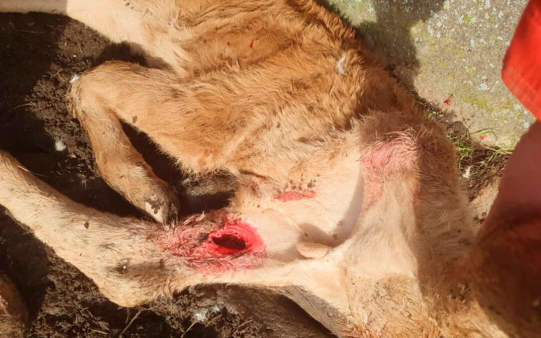 Denuncian los reiterados ataques de buitres y lobos al ganado vivo en la provincia de Salamanca