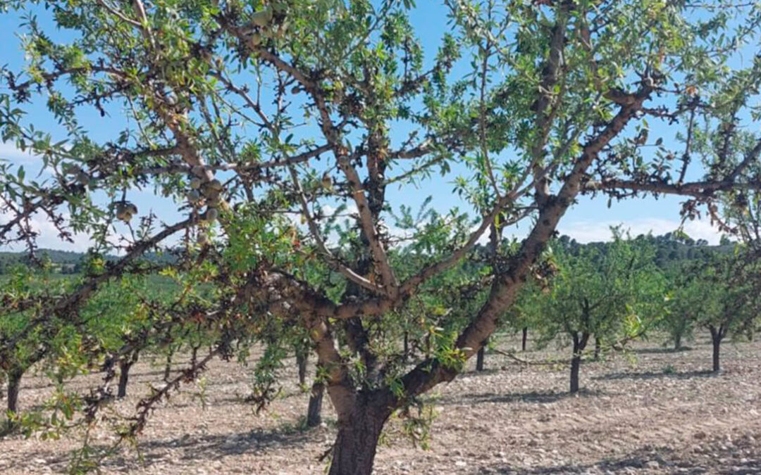 Las cooperativas agrarias de Murcia tachan de “injustificable” recibir la mitad de ayuda que otras comunidades por la extrema sequía