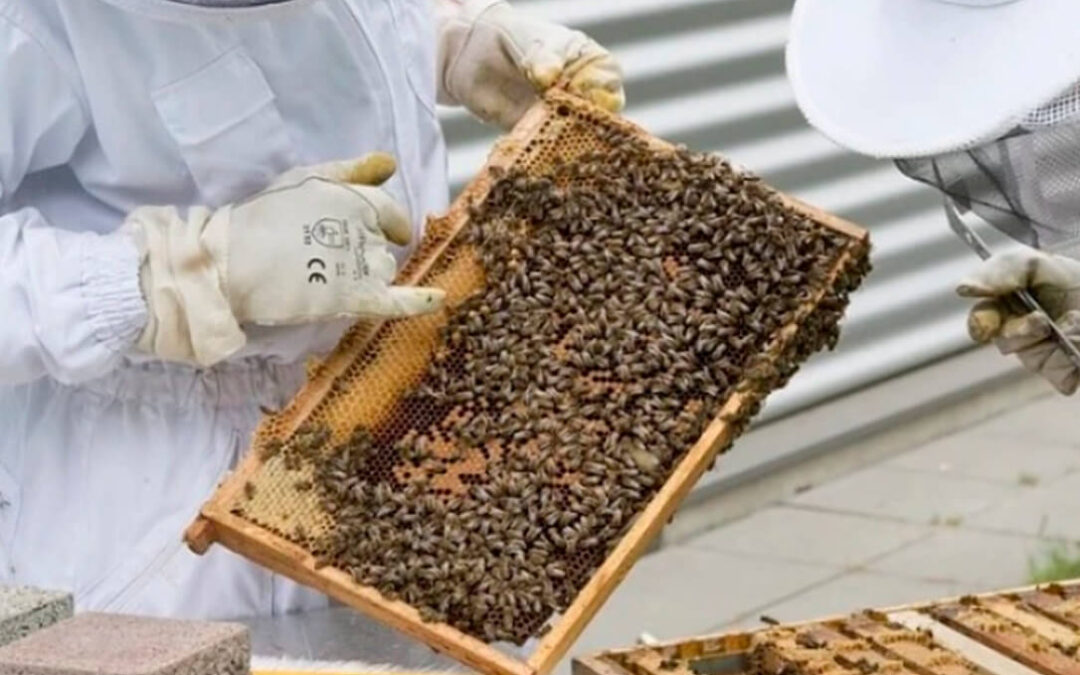 Los apicultores aragoneses critican que se haya eliminado el criterio de profesionalidad para percibir las ayudas de la sequía