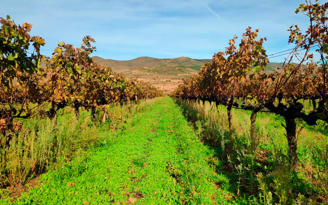 La Rioja acoge la primera jornada de campo del convenio de formación sobre eco-regímenes sobre Manejo de Cubiertas Vegetales en viñedo