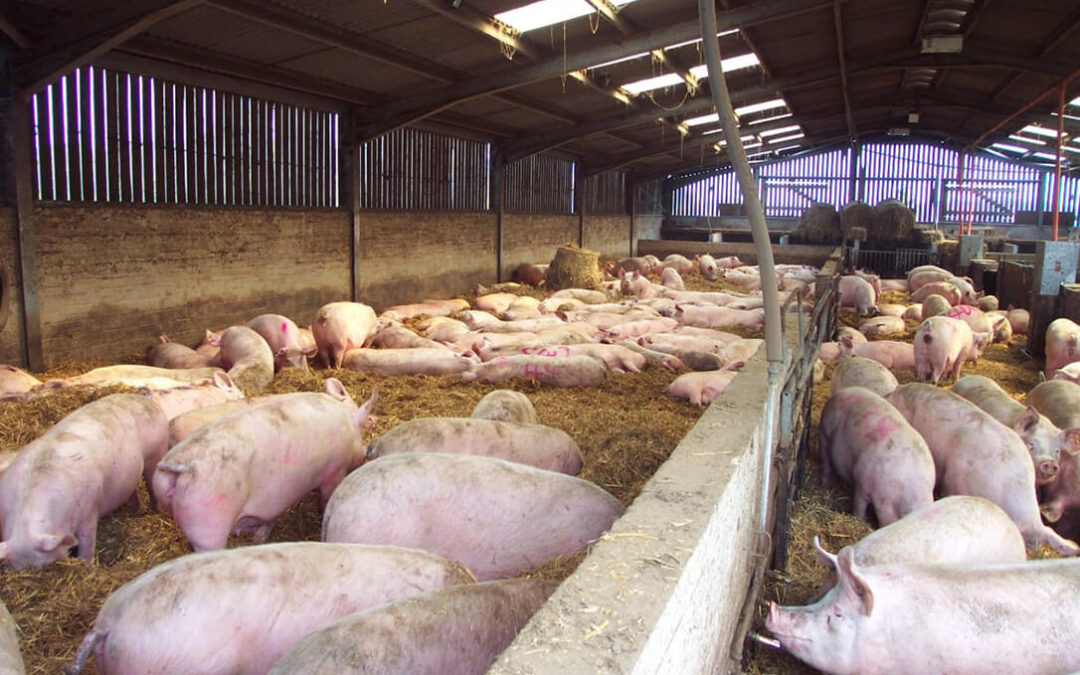 Denuncian que el acuerdo europeo sobre emisiones dificultará la continuidad de miles de granjas avícolas y porcinas de tamaño mediano