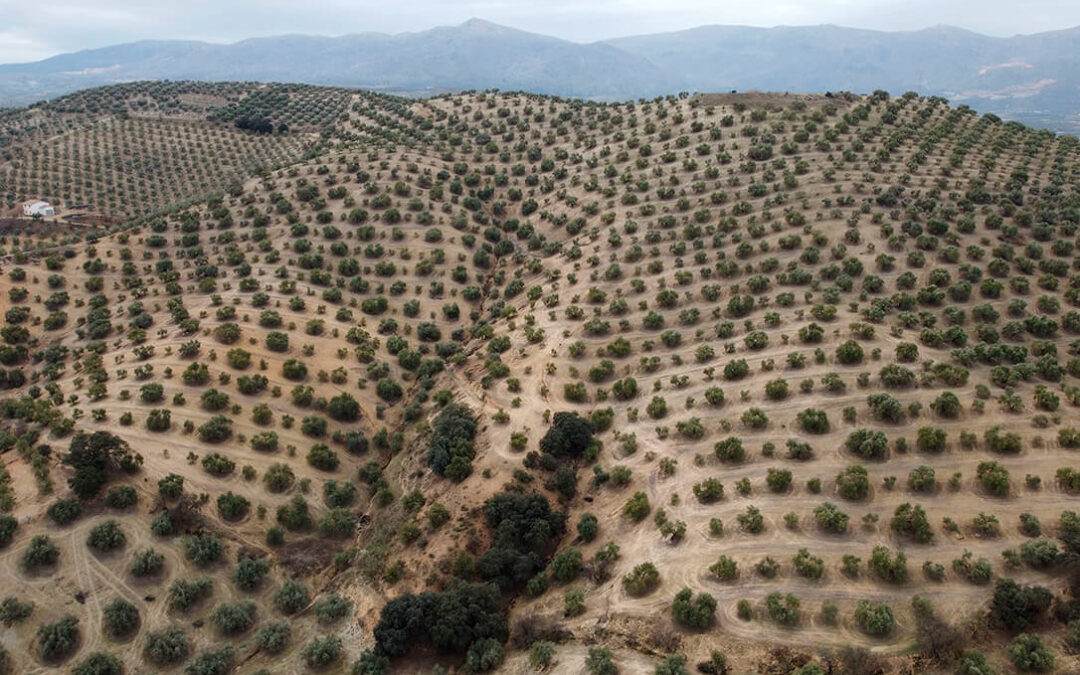 G.O. AOVE Tradicional: «Las claves de futuro del olivar tradicional español serán la formación y el asesoramiento»