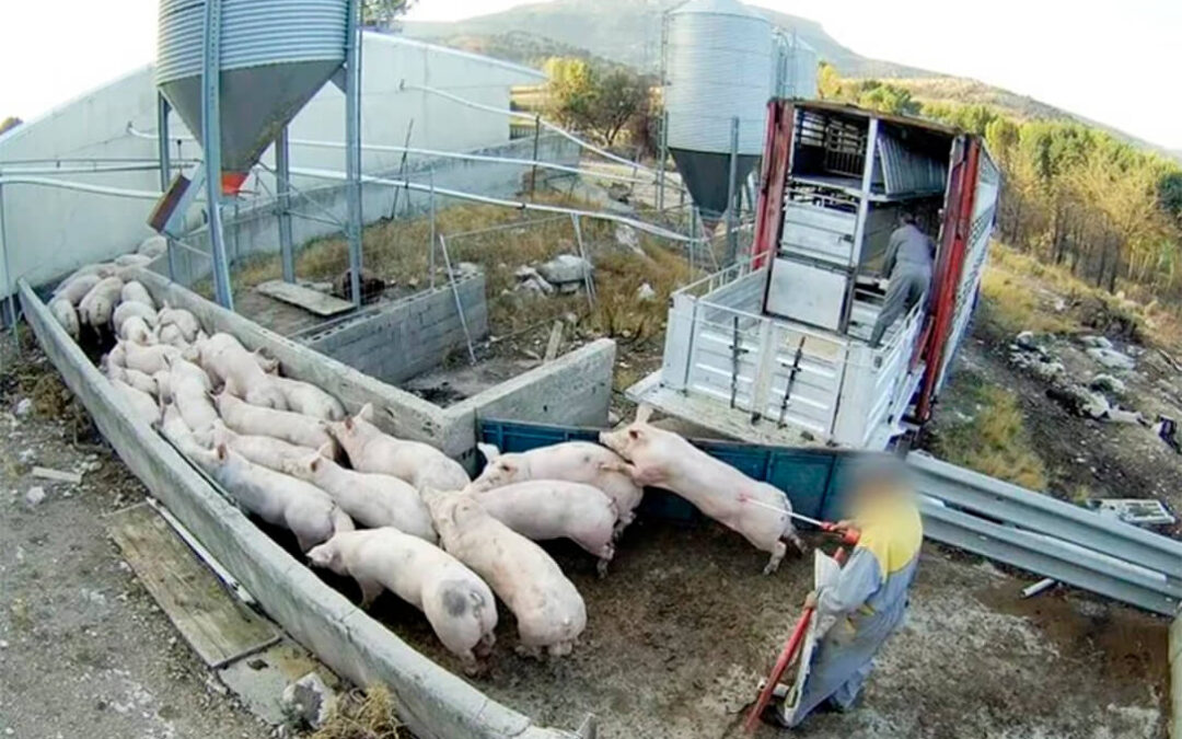 Denuncian por maltrato animal, con agravante de muerte, y graves irregularidades a una granja porcina de Burgos