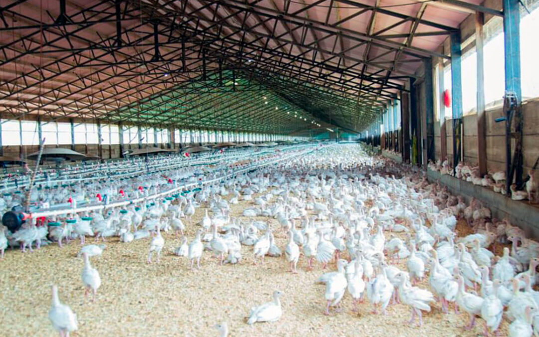 Rechazo la norma de Bienestar Animal europea al reducir un 70% la producción avícola y bajar una tercera parte los ingresos para el ganadero