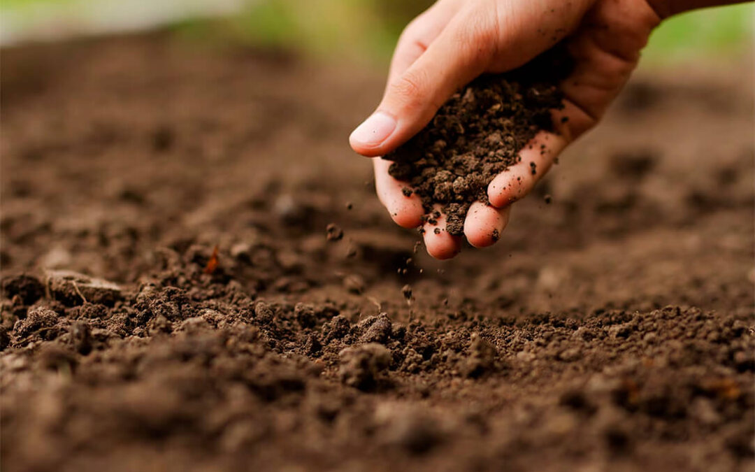 AENOR certifica la Agricultura Regenerativa del campo español y pone el foco en el suelo como elemento clave en la producción
