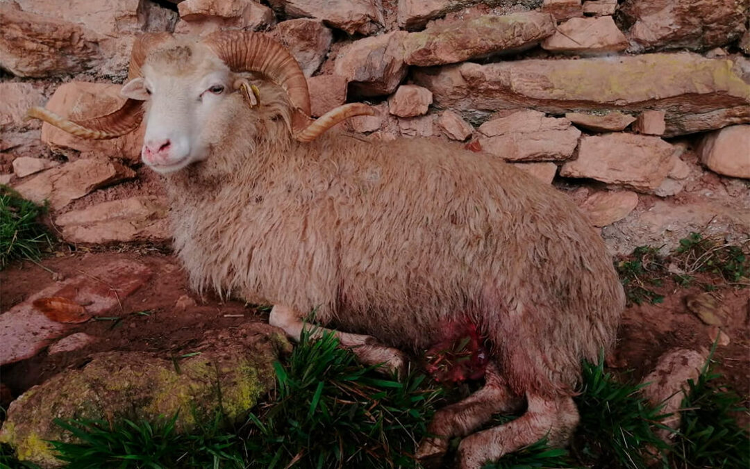 Los ataques de los lobos se ceban en la oveya xalda, de la raza asturiana, que se encuentra en peligro de extinción