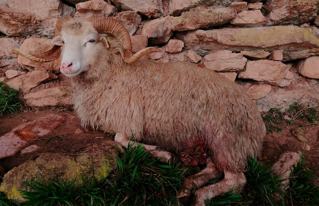 Los ataques de los lobos se ceban en la oveya xalda, de la raza asturiana, que se encuentra en peligro de extinción