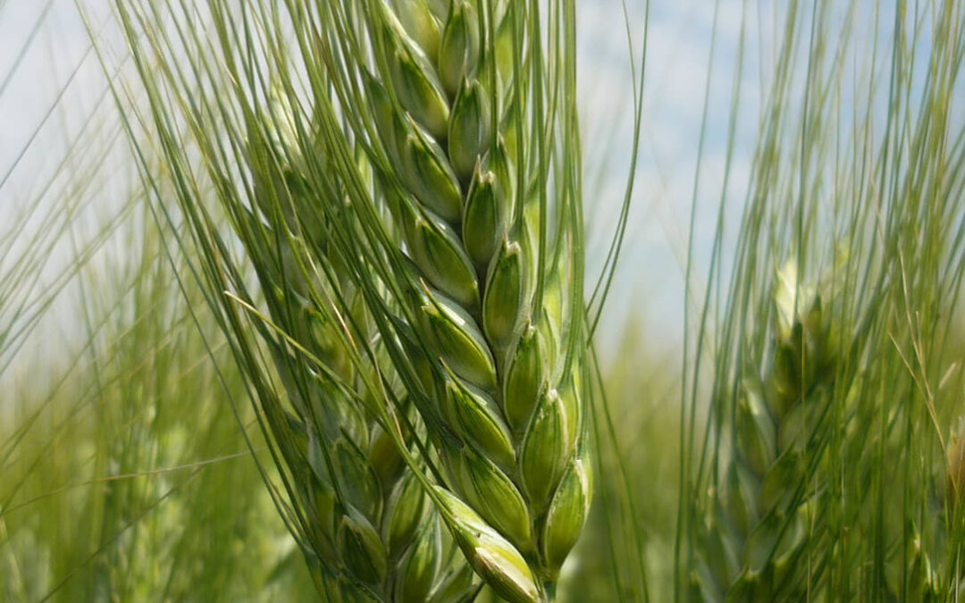 Los trigos duros de Agromonegros mejoran la rentabilidad de tu cosecha tanto o más que la cebada o el trigo blando