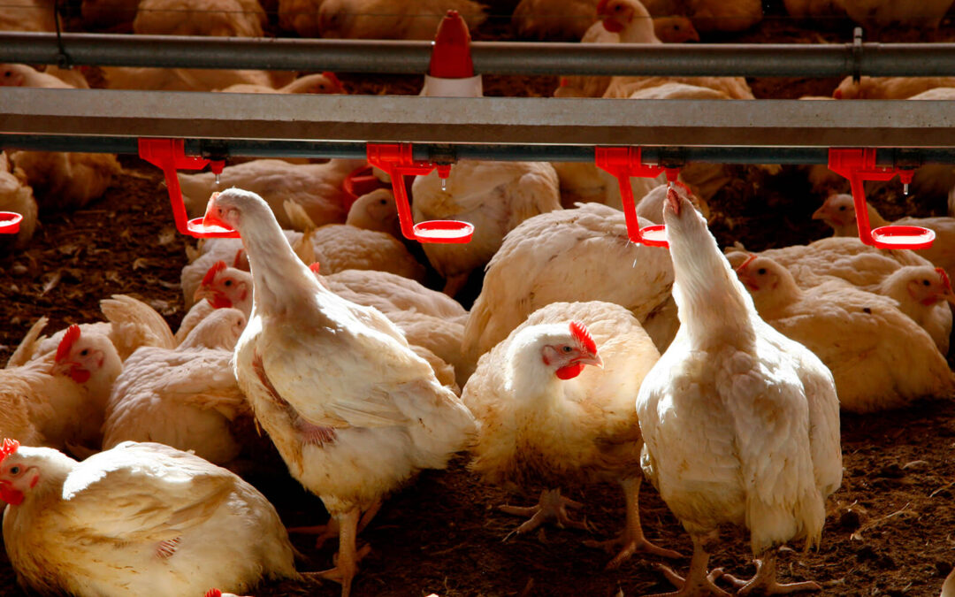La UE acuerda medidas más restrictivas para reducir las emisiones derivadas de la cría intensiva de pollos y cerdos