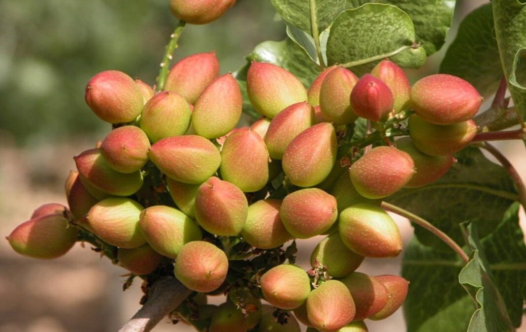 Castilla-La Mancha inicia el proceso para poder contar con una o varias denominaciones de origen de pistacho