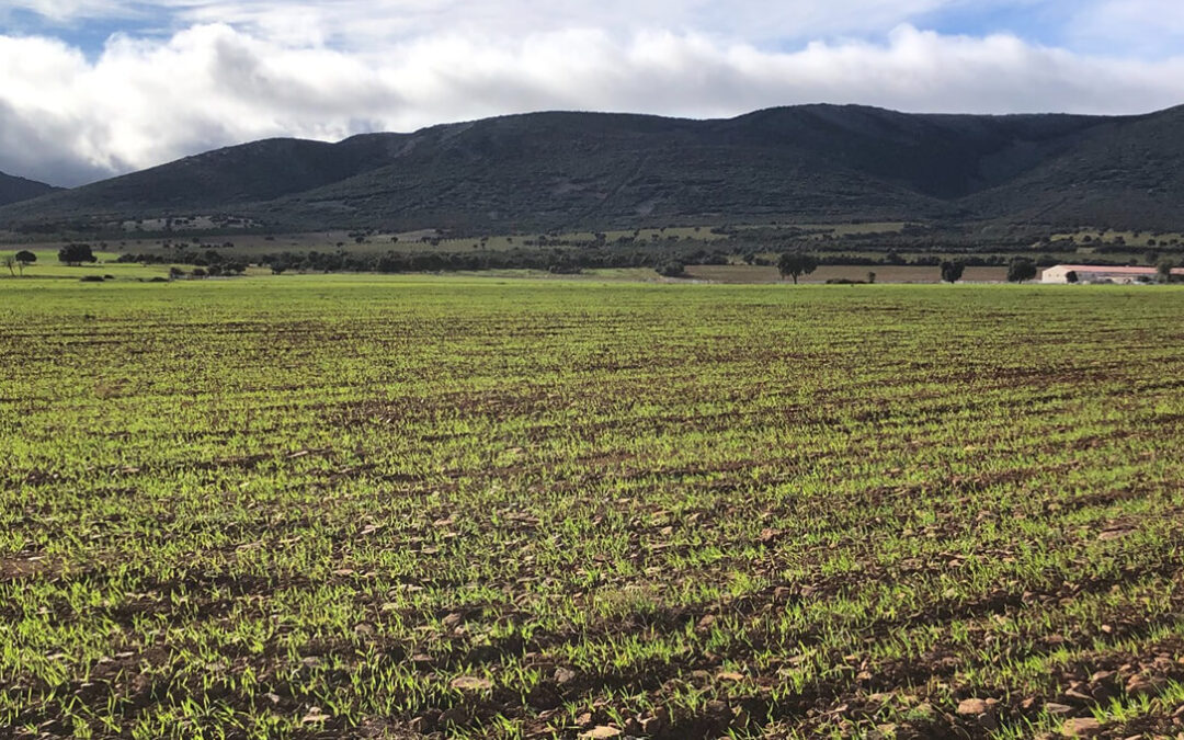 España destina ya casi el 11% de su superficie de cultivo a la producción ecológica con 2,4 millones de hectáreas de superficie