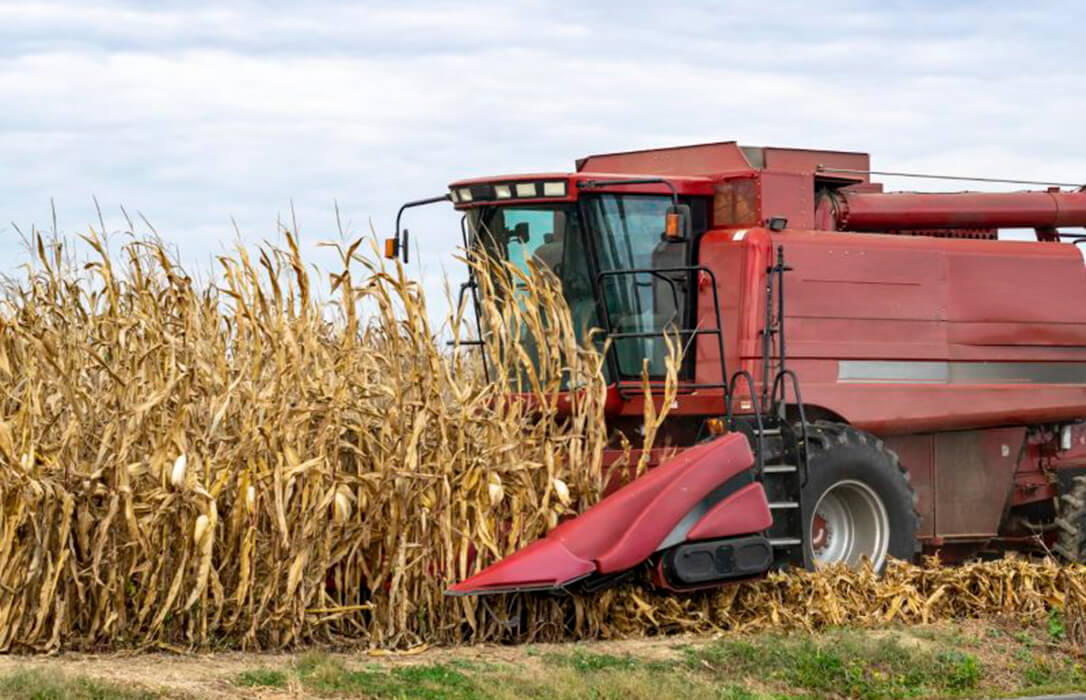 Los altos costes de los abonos y la caída de las cotizaciones del grano comprometen la rentabilidad del maíz