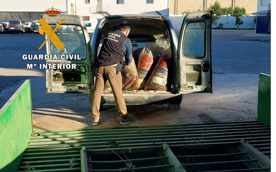 Golpe a la delincuencia: Recuperan tres toneladas de aceitunas sustraídas en Jaén y detienen a cinco personas