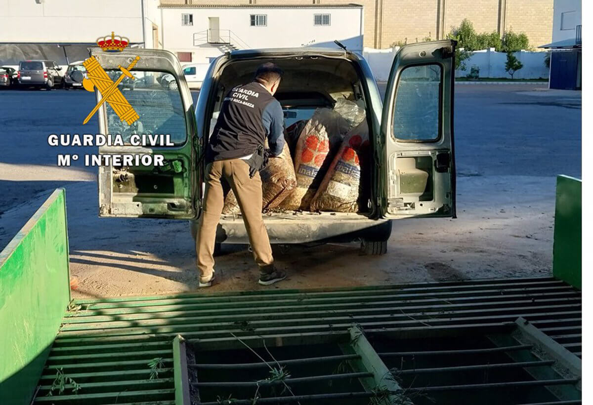 Golpe a la delincuencia: Recuperan tres toneladas de aceitunas sustraídas en Jaén y detienen a cinco personas
