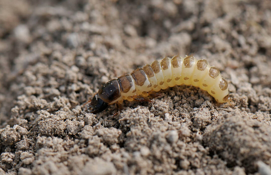 La Junta alerta a los agricultores de la presencia de larvas de zabro en el cereal de Castilla y León