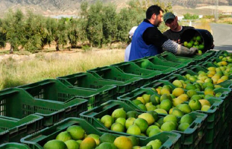 Consideran «insostenible e inaguantable» la crisis del limón murciano con unos precios en origen por debajo de los costes de producción