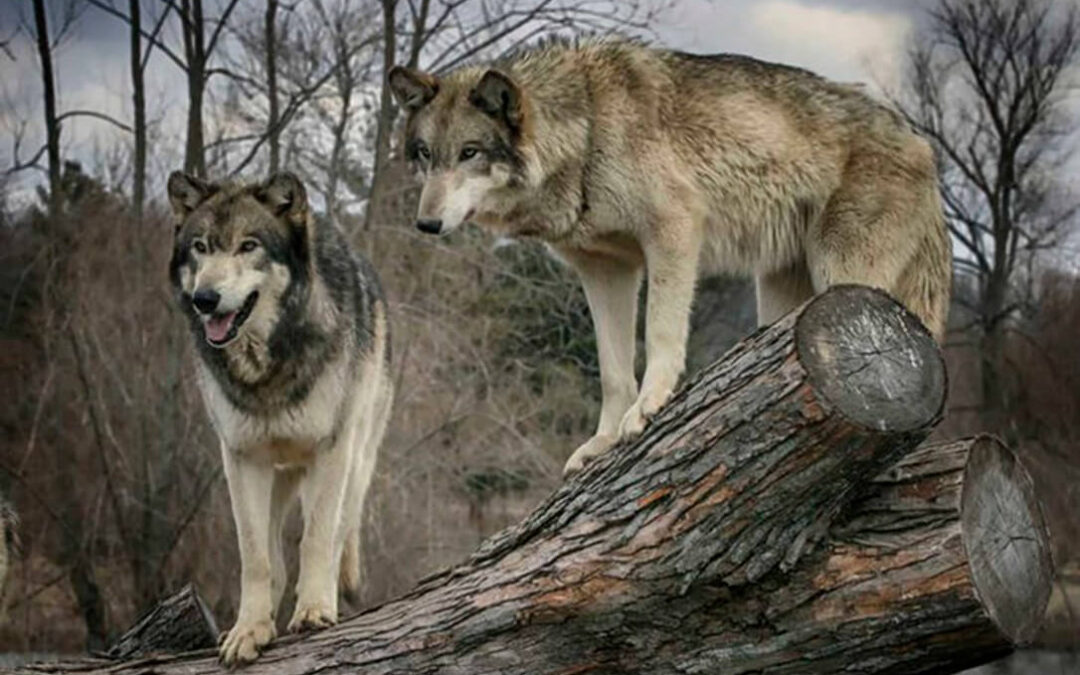 La ganadería de Burgos sufre ataques diarios de lobos en zonas en las que nunca se había visto y cada vez más cerca de los pueblos