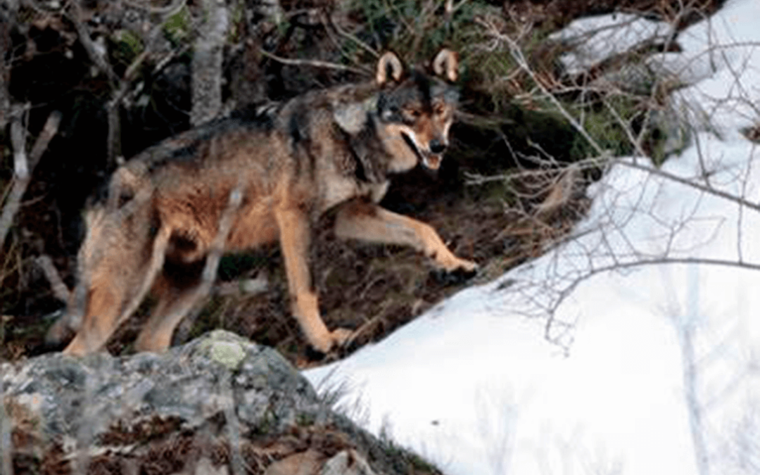 El censo oficial de lobos subestimó hasta en un 40% el número de ejemplares en Galicia, según un estudio universitario