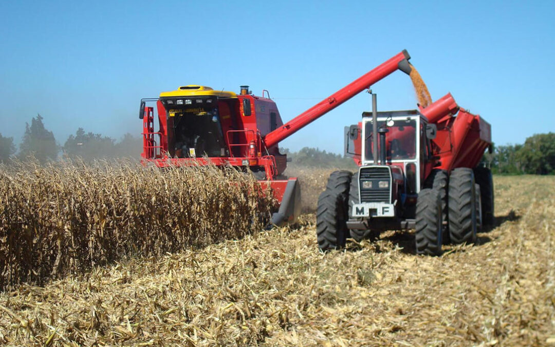 Crisis de rentabilidad en el cereal: El trigo ya cotiza el 40% por debajo de los precios máximos que alcanzó el pasado año